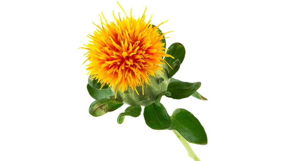 Safflower