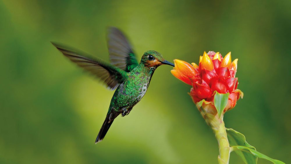 kanegrade-humming-bird-crop